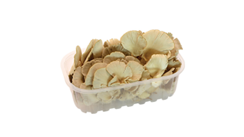 Funghi Pleurotus Italia 