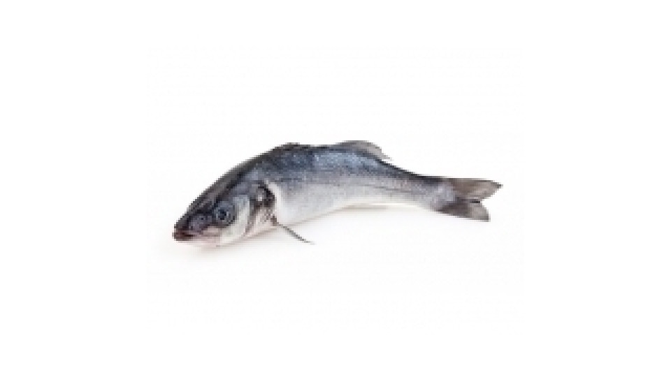 Branzino Allevato Croazia