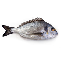 Orata del Mediterraneo