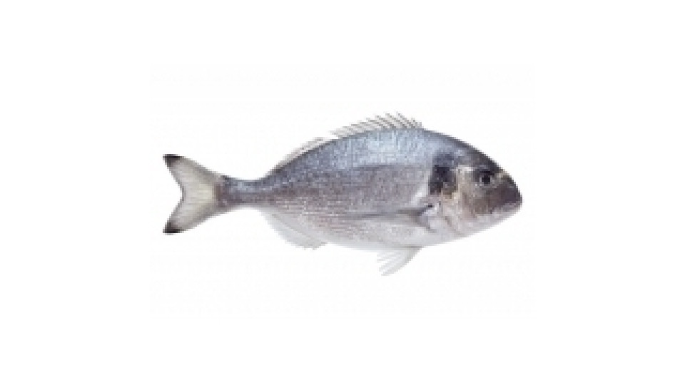 ORATA 4/6
