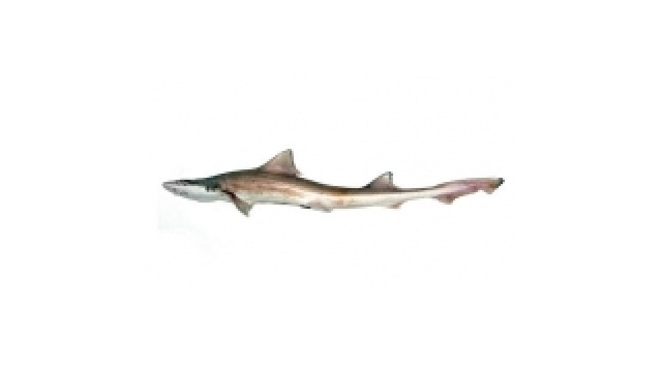 Spinarolo 