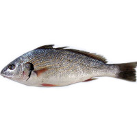 Ombrina Boccadoro Pescata