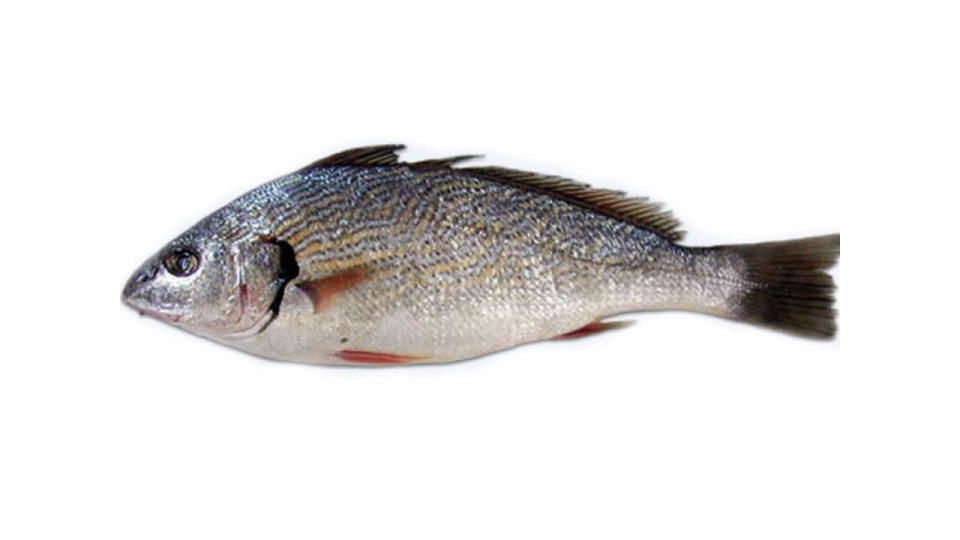Ombrina Boccadoro