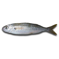 Tombarello del Mediterraneo