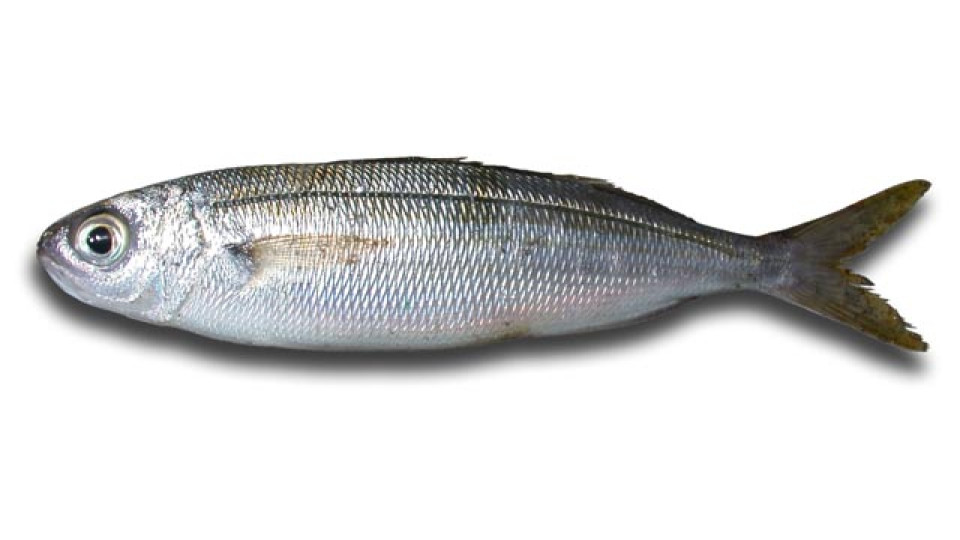 Tonnetto Mediterraneo