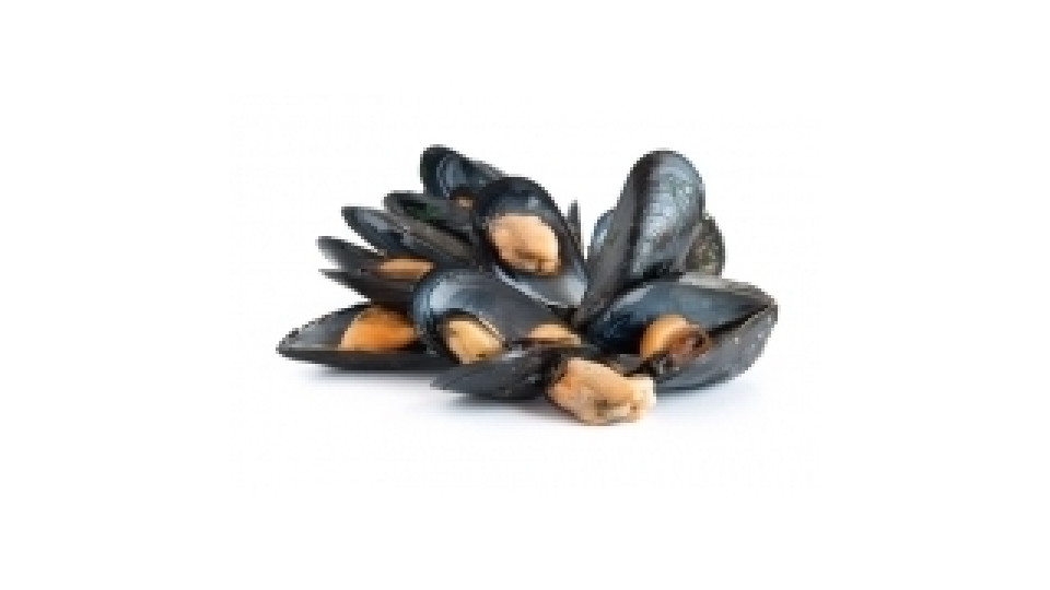 Cozze Allevate