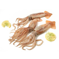 Totano Atlantico