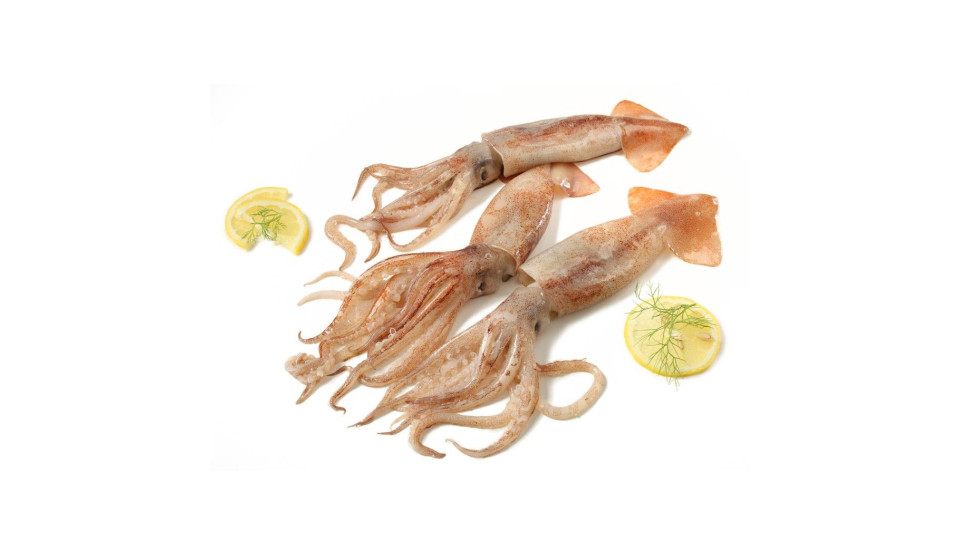 Totano Atlantico