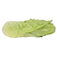 Radicchio