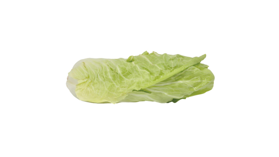 Radicchio