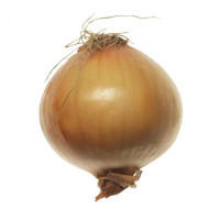 Cipolla Dorata It 50\70 Ii^ 