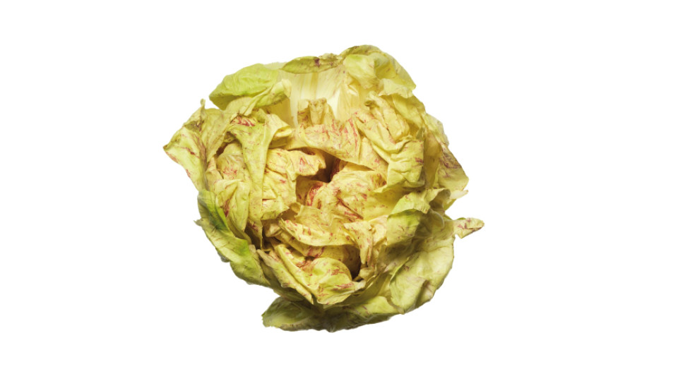 Radicchio Variegato Castelfranco Igp