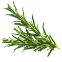 Rosmarino 