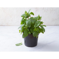 Menta fresca in vaso