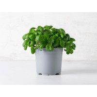 Basilico ligure BIO in vaso