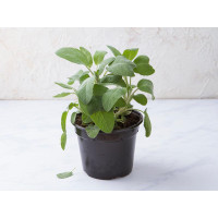 Salvia in vaso