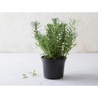 Lavanda in vaso