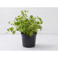 Origano in vaso