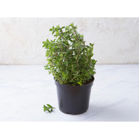 Maggiorana in vaso