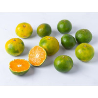 Mandarini Satsuma (Miyagawa) BIO
