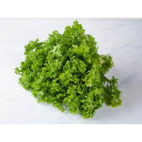 Indivia riccia