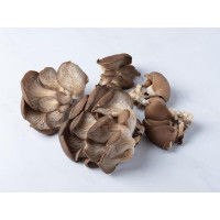 Funghi pleurotus ostreatus