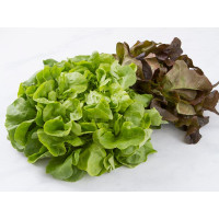 Insalata lollo