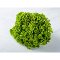 Insalata gentile BIO