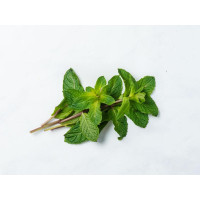 Menta fresca