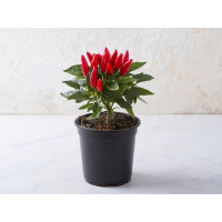 Peperoncino piccante in vaso