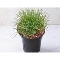 Erba gatta