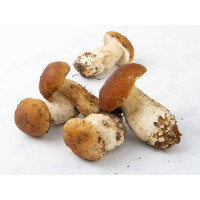 Funghi porcini freschi italiani