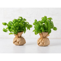 Bouquet di Basilico ligure BIO