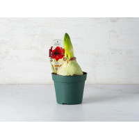 Amaryllis bulbo in vaso