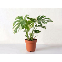 Monstera Thai Constellation in vaso