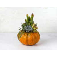 Zucca decorata con piante grasse