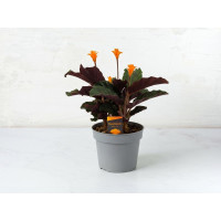 Calathea Crocata in vaso