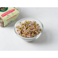 Germogli freschi di ravanello rosa BIO