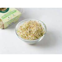 Germogli freschi di erba medica BIO