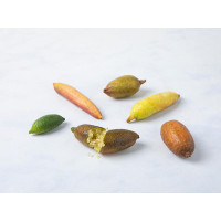 Finger lime