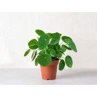 Money plant