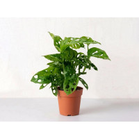 Monstera Obliqua “Monkey mask”