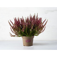 Calluna in vaso