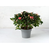 Azalea in vaso
