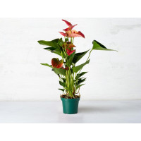 Anthurium in vaso