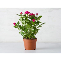Roselline in vaso