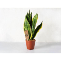 Sansevieria in vaso