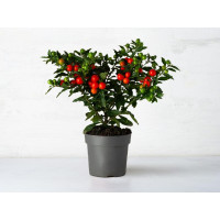 Solanum in vaso