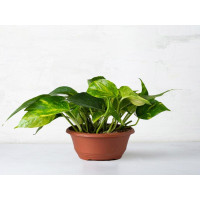 Pothos in vaso