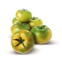 Pomodoro Tondo Verde 